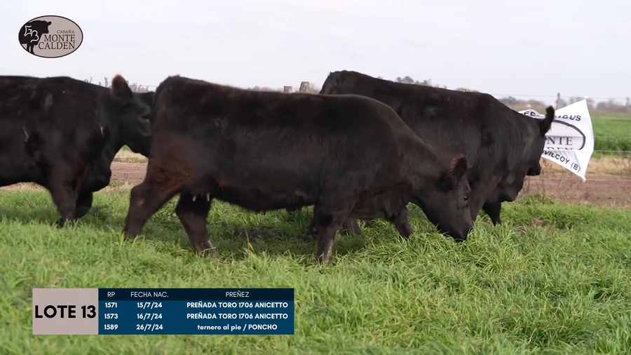 Lote 1 (UNA) HEMBRA PURA DE PEDIGREE A ELECCION (se entrega despues de expo junin)