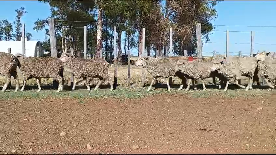 Lote Ovejas majada general