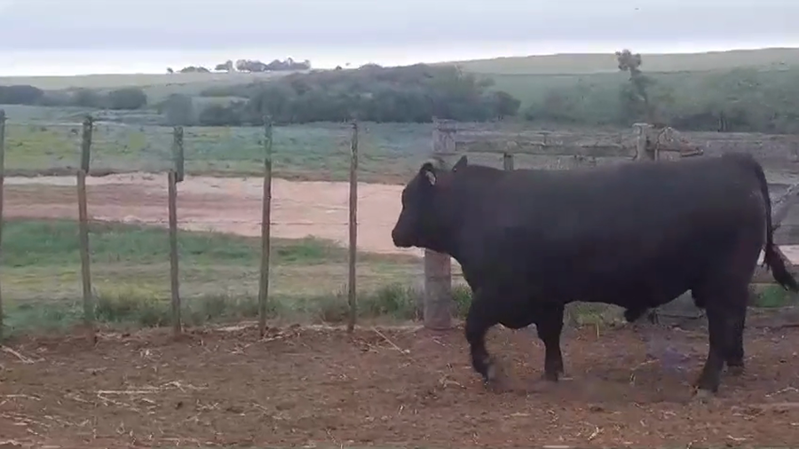 Lote TORO PI - RP 21