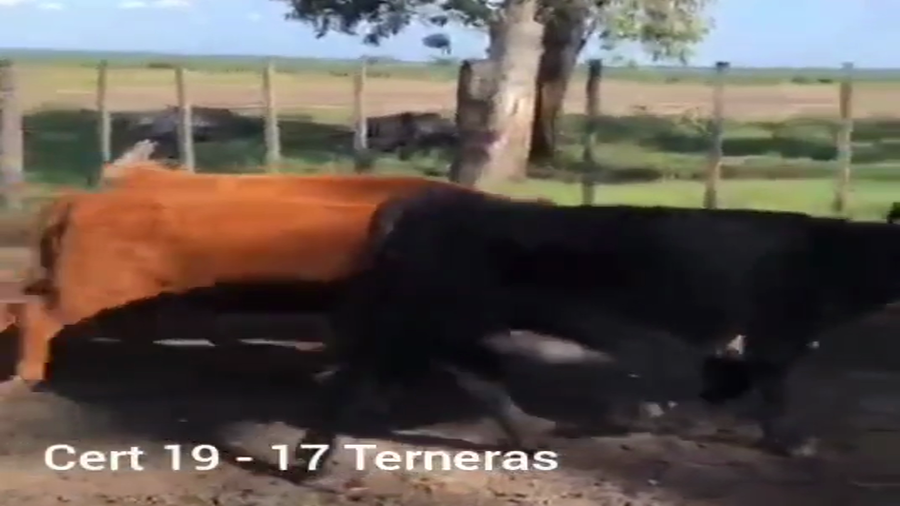 Lote TERNERAS