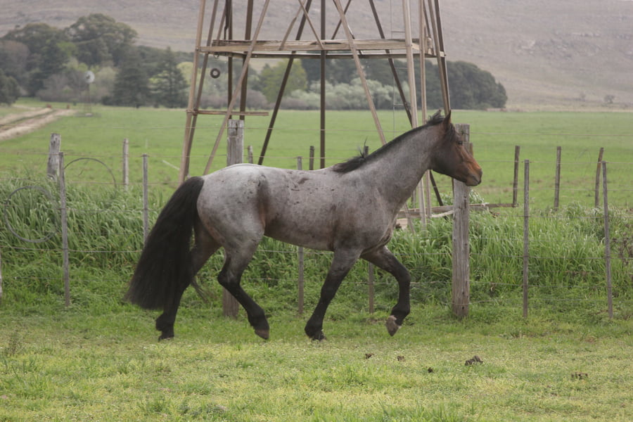 Lote CERRO CHENQUE ATREVIDO