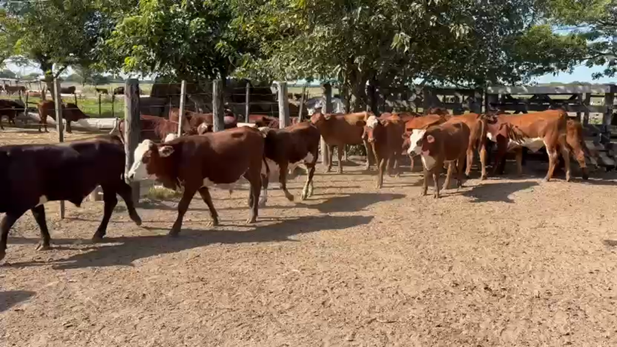 Lote 95 Novillitos en Chaco, Gral. San Martín