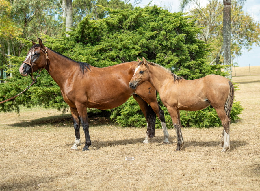 Lote ROMA TROPILLERA