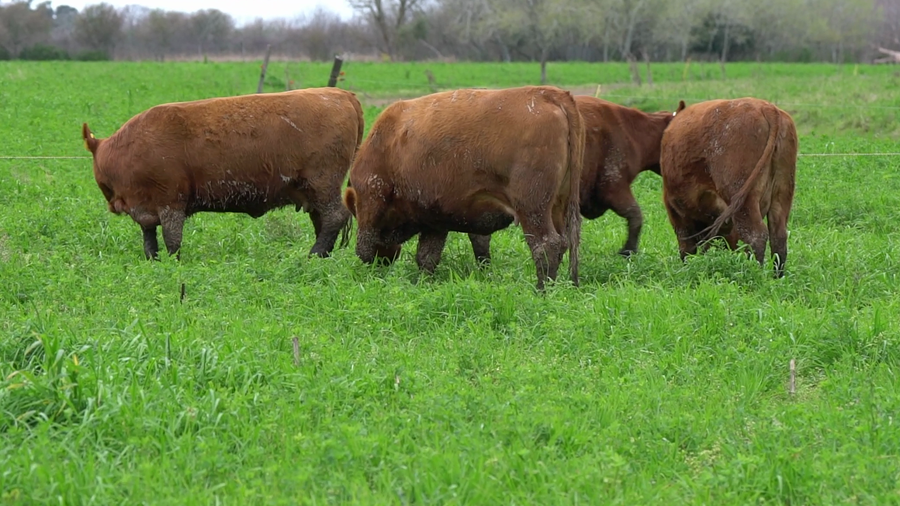 Lote VAQUILLONA PC