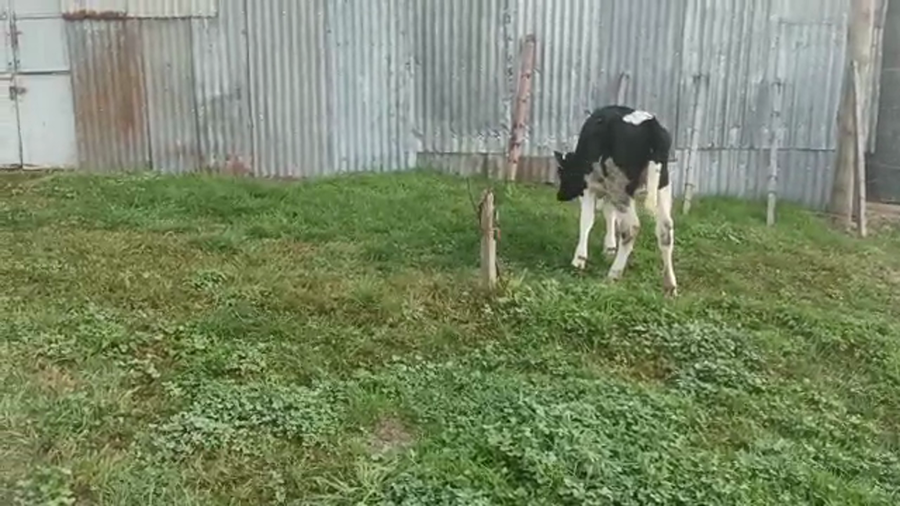 Lote (Vendido)Terneras HOLANDO a remate en 5to remate por pantalla ENTRE MARTILLOS, San José