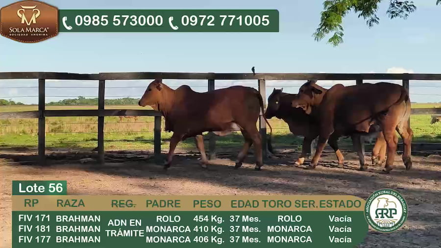 Lote 3 Hembras BRAHMAN a remate en 34º Feria especial de reproductores e invernada, Ñeembucú