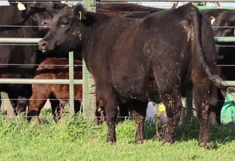 Lote VAQUILLONAS CON CRIA SANTA ROSA