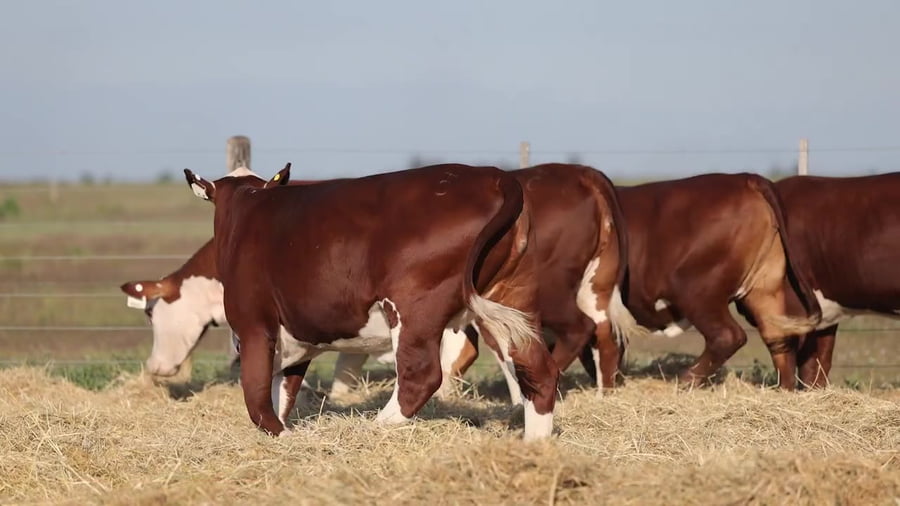 Lote Vaquillonas Braford Controladas -  Preñadas