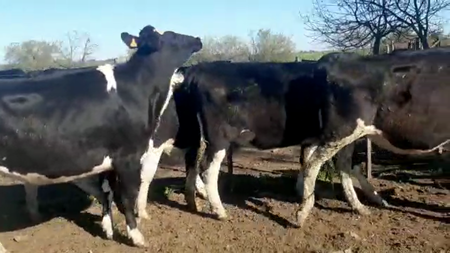 Lote 4 Vaquillonas 1 a 2 años HOLANDO a remate en PANTALLA CAMY - SAN JOSE  1500 VACUNOS 450kg - , San José