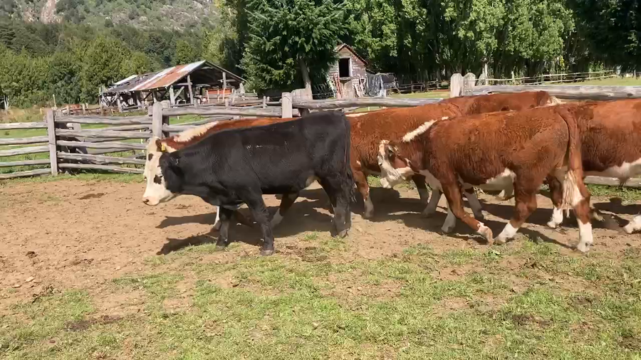 Lote 50 Novillo Engorda en Coyhaique, XI Región Aysén