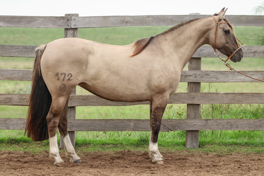 Lote Dulcinea de los Recuerdos