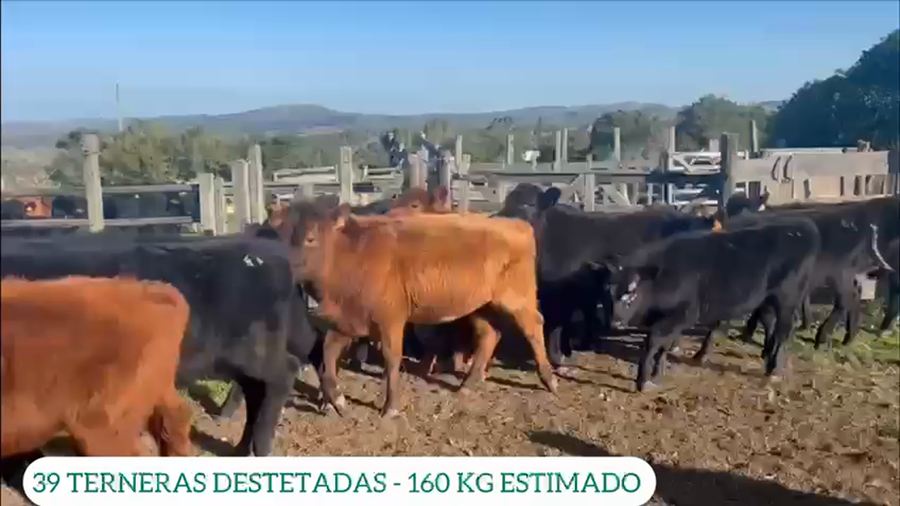 Lote 39 Terneras Destetadas