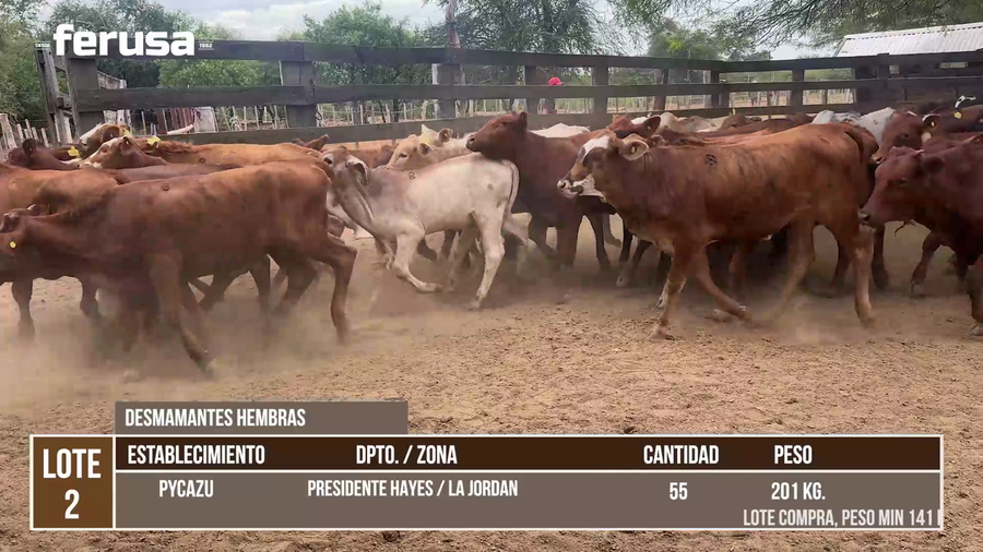 Lote LOTE 2