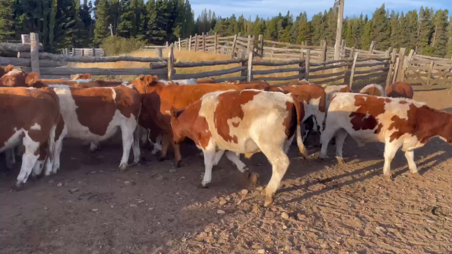 Lote 50 Novillo Engorda en Coyhaique, XI Región Aysén
