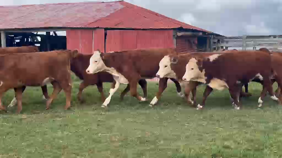 Lote 82 Terneros/as en Corrientes, Curuzu Cuatia