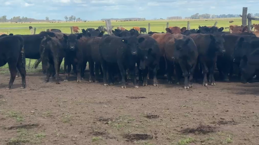 Lote 50 Terneras