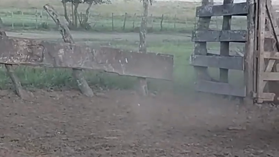 Lote 187 Vaquillonas C/ gtia de preñez en Bella Vista, Corrientes