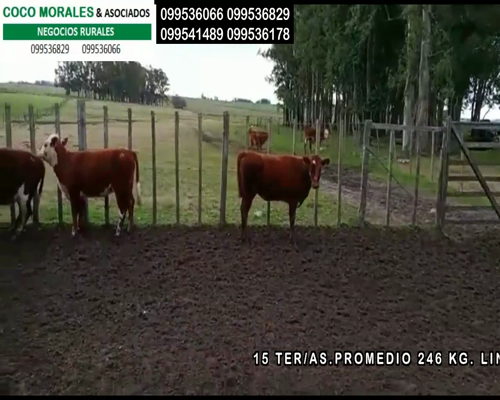 Lote 15 Vaquillonas en Cuchilla del Perdido, Soriano