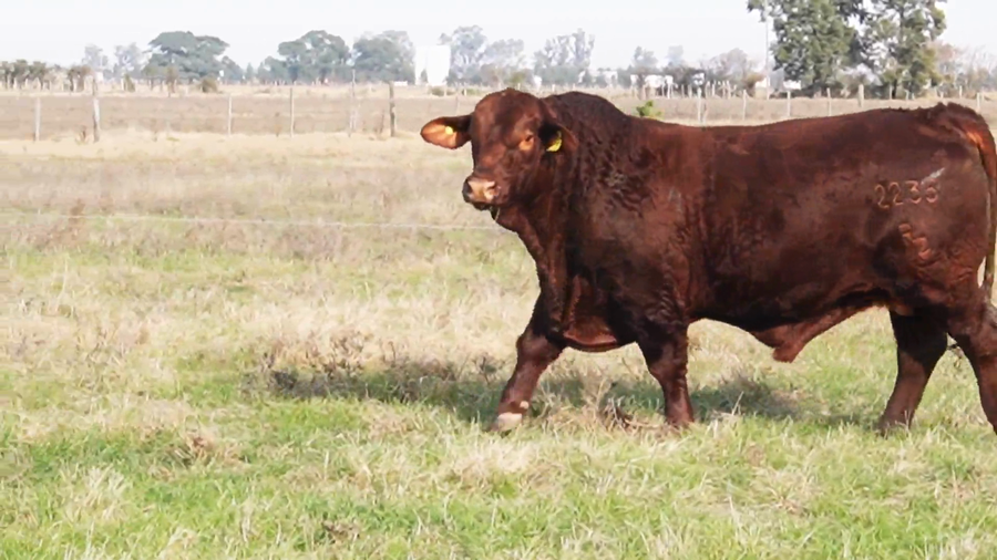 Lote CABAÑA LA RODZINA