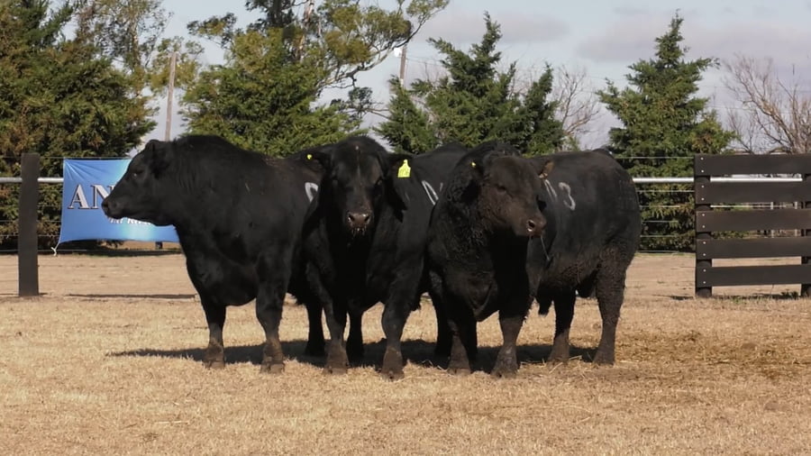 Lote TOROS ANGUS PUROS CONTROLADOS