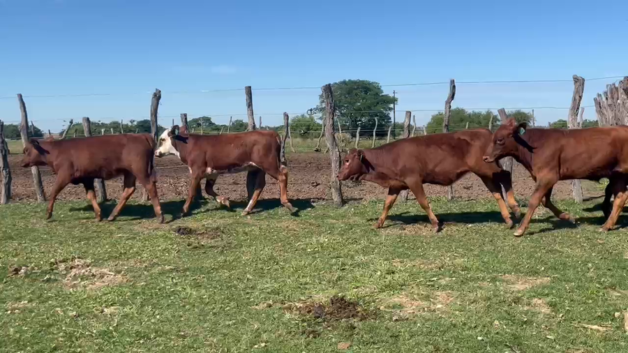 Lote 30 Terneros/as en Corrientes, Gdor. Martínez