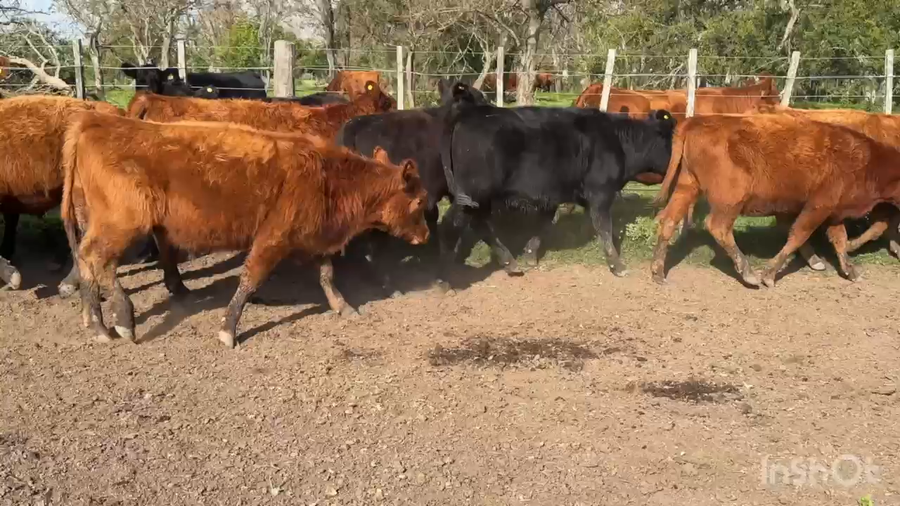Lote 44 Terneros/as