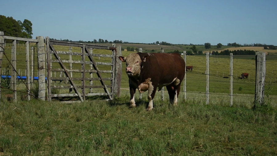 Lote "Doña Elisa", RP 67