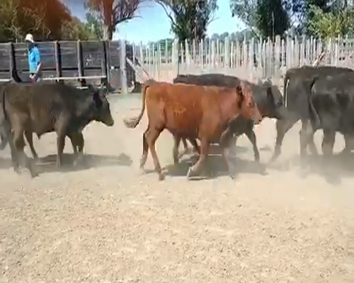 Lote 65 Terneros en Brandsen, Buenos Aires