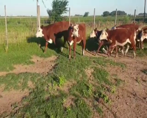 Lote 9 Terneras de invernada