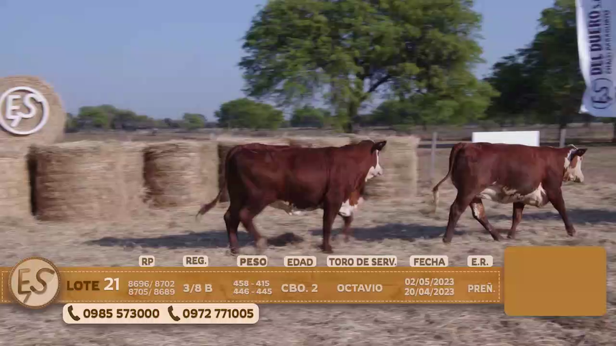 Lote Hembras Preñadas