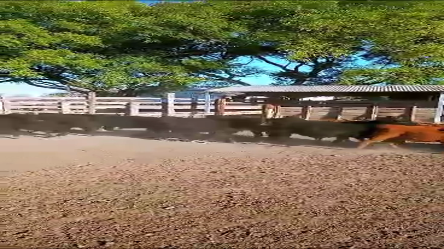 Lote 83 Terneros en Entre Ríos, San José de Feliciano