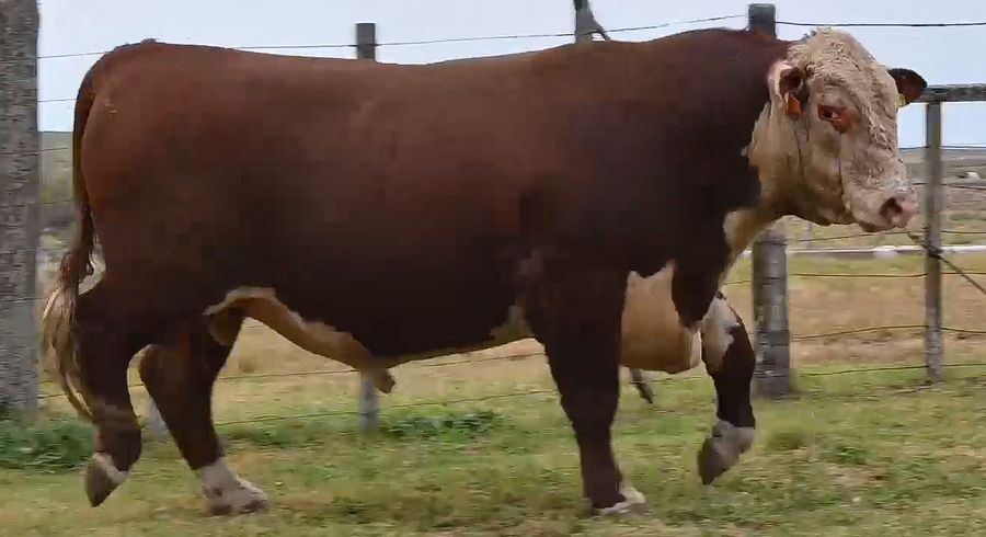 Lote TOROS PI 2 AÑOS Y MEDIO RP 2343 2350 2355