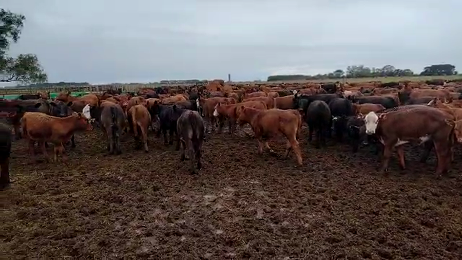 Lote 100 Terneros en Los Toldos, Buenos Aires