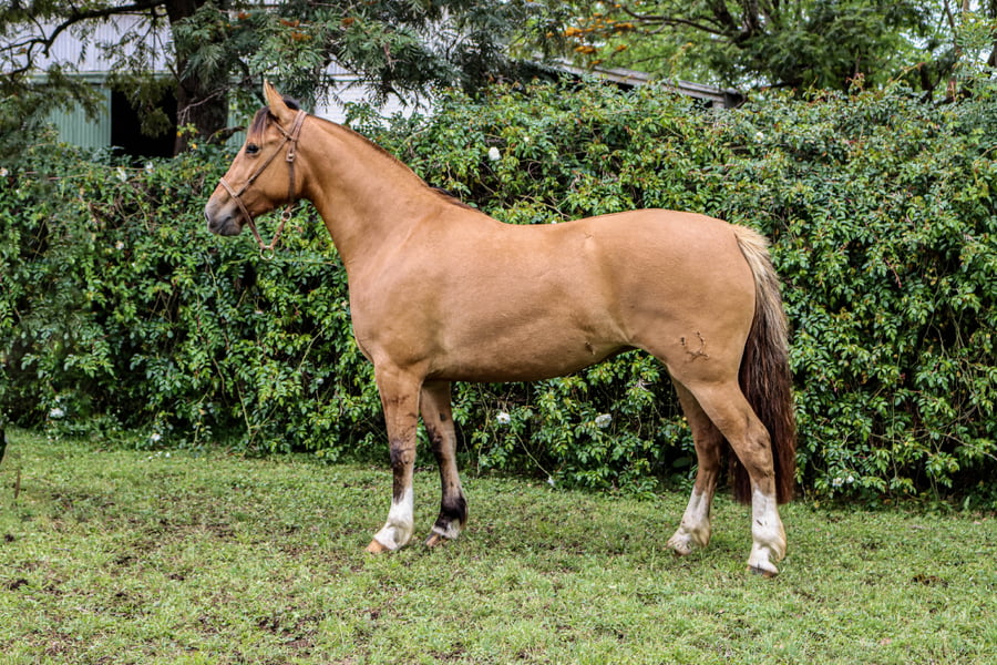 Lote RP  3473 - PORÁ JIJENA