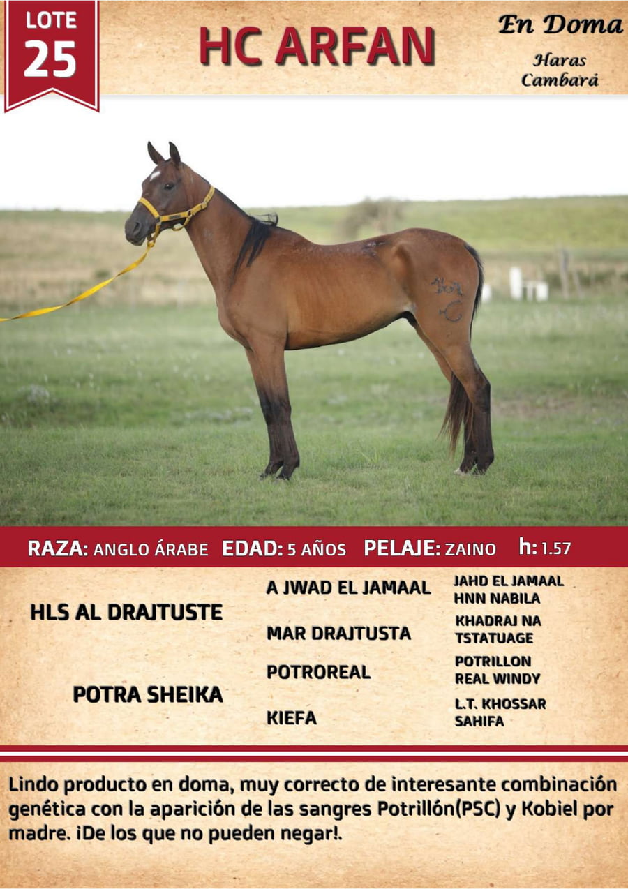Lote HC ARFAFN