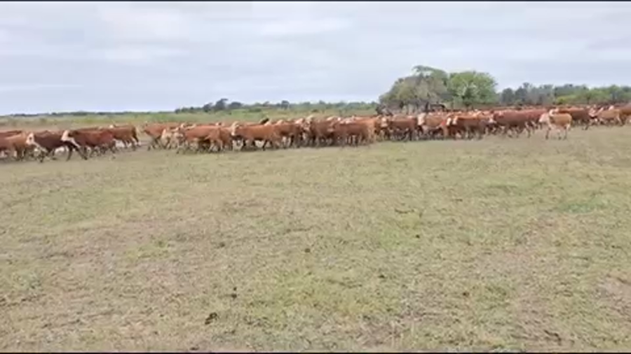 Lote 200 Terneras en Pirané, Formosa