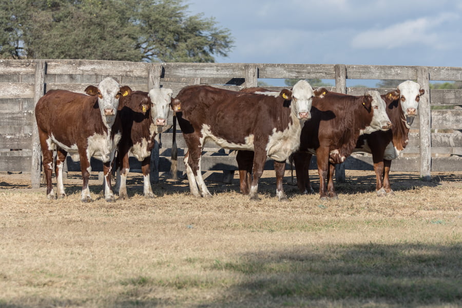 Lote Vaquillonas inseminadas Cabaña Las Meninas (25)
