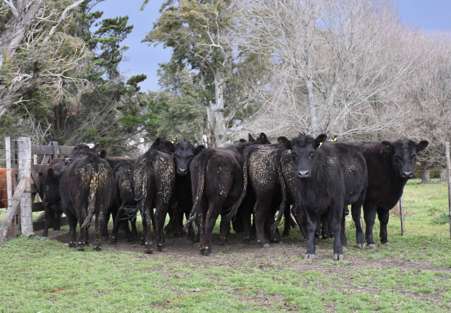 Lote VAQ PARTO OTOÑO