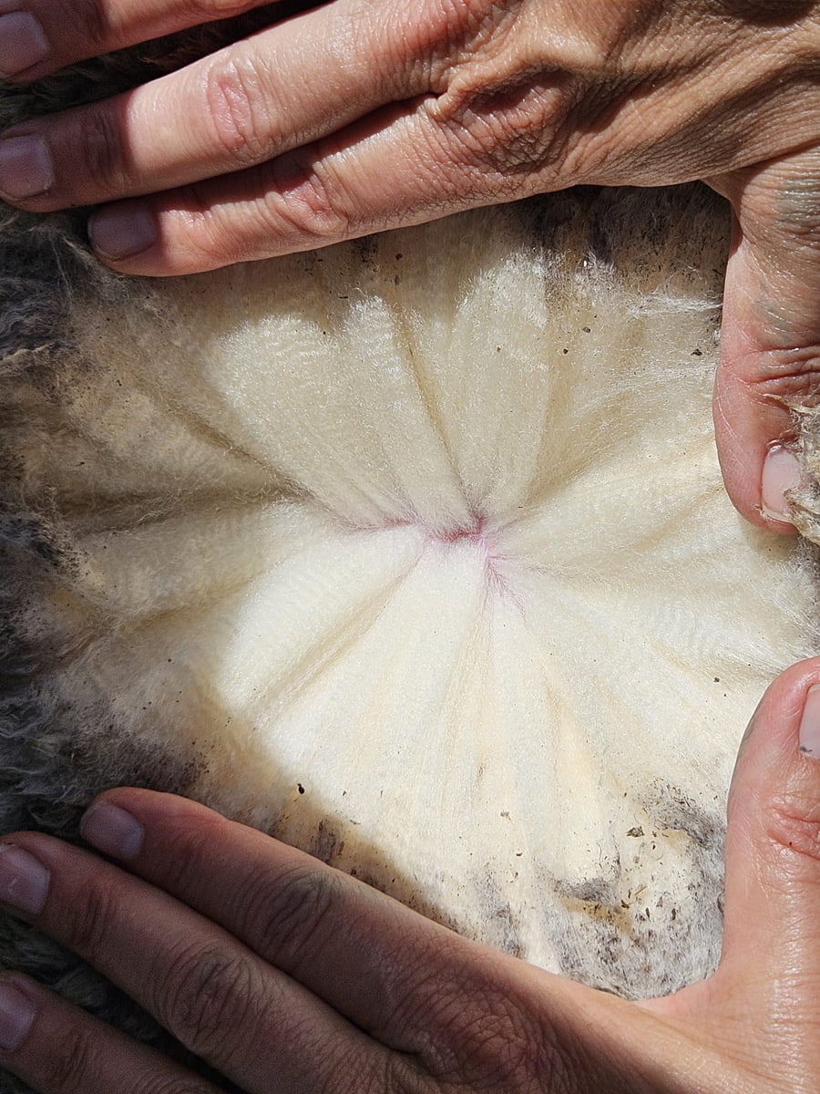 Lote (Vendido)Carneros a remate en Subasta Online - Nambi Guasu, Lavalleja