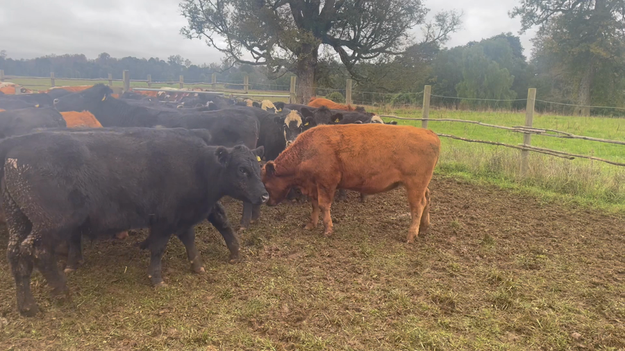 Lote 33 Novillo Engorda en X Región Los Lagos, Puerto Varas