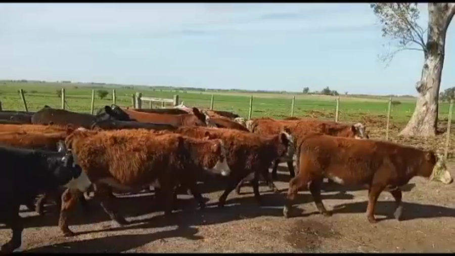 Lote VAQUILLONAS DE 1 A 2 AÑOS