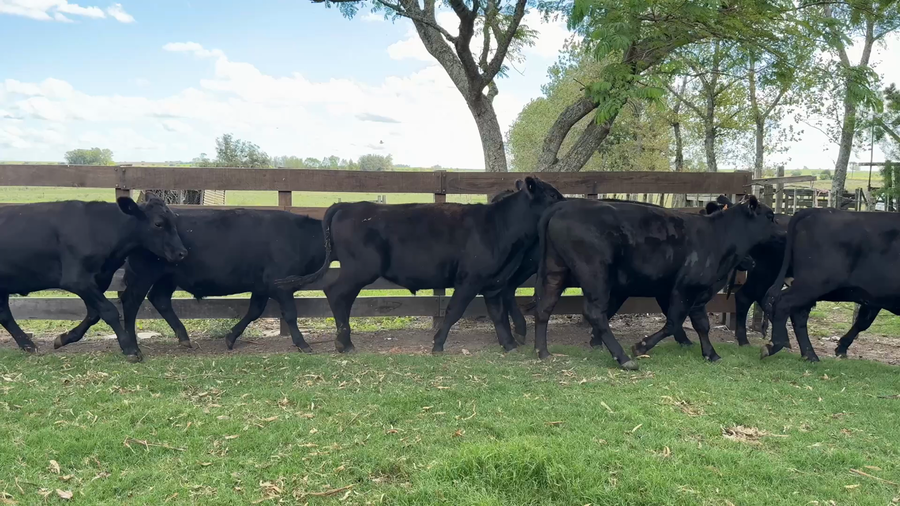 Lote NOVILLOS 1 a 2 AÑOS