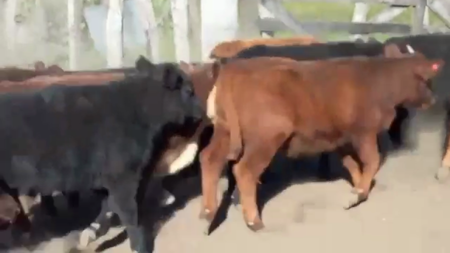 Lote 70 Terneros/as en Federal, Entre Ríos