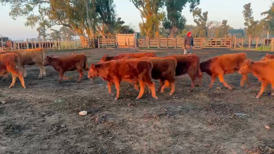 Lote 59 Terneras en Buenos Aires, Olavarría