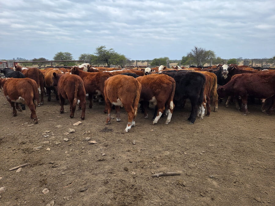 Lote 76 Terneros en Corrientes, Curuzu Cuatia