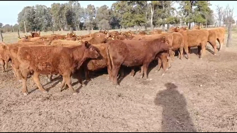 Lote 42 Terneras