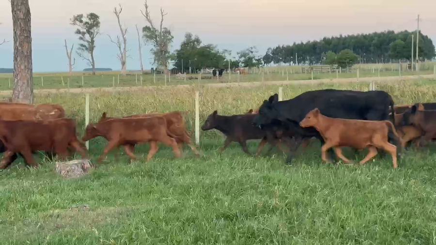 Lote 66 Vacas CUT con cría en Corrientes, Paso de Los Libres