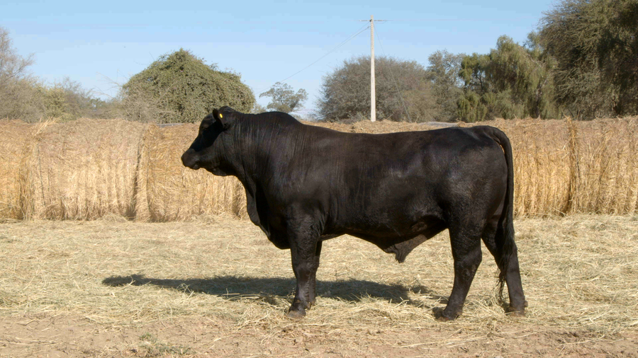 Lote TOROS Remate Nucleo Genbra
