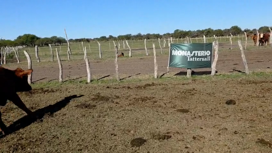 Lote 45 Novillitos en Sauce de Luna - ER