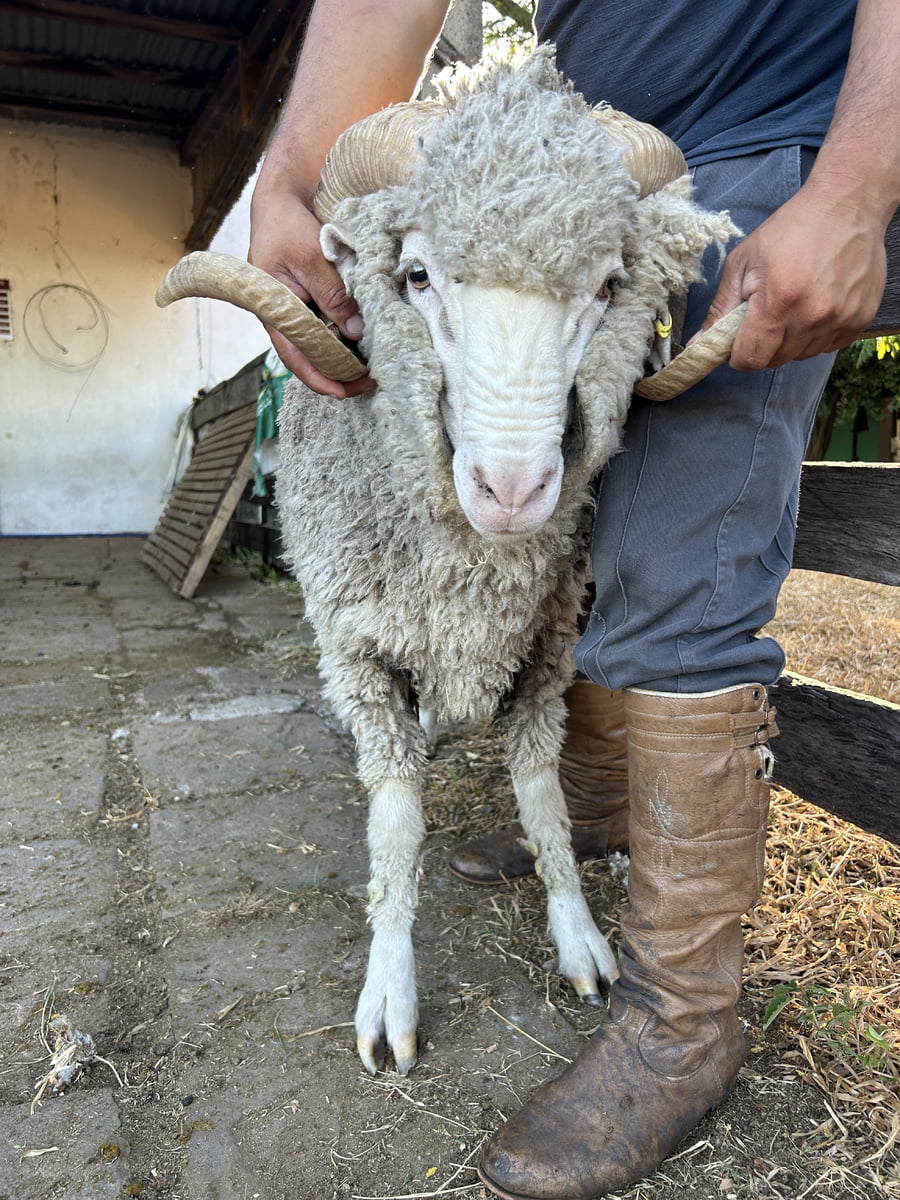 Lote Borrego 4/6D (MO: Si)